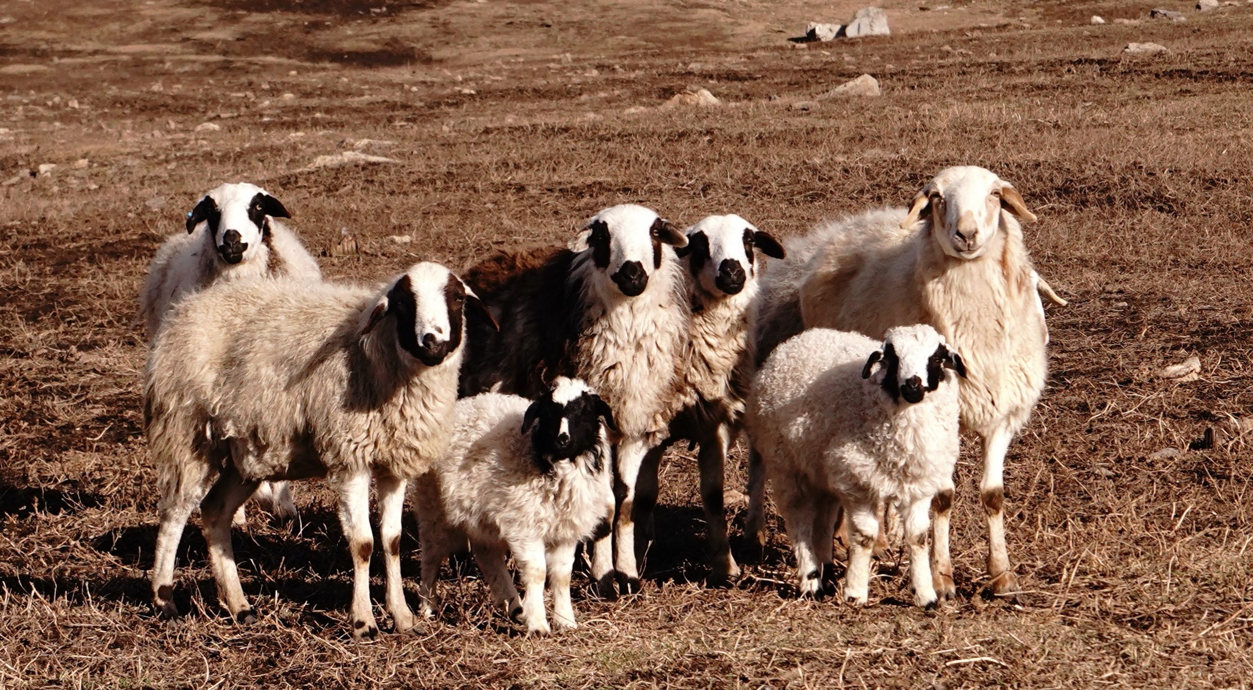 Swiped off My Feet — Tinder Gold and Superficiality in Modern Relationships