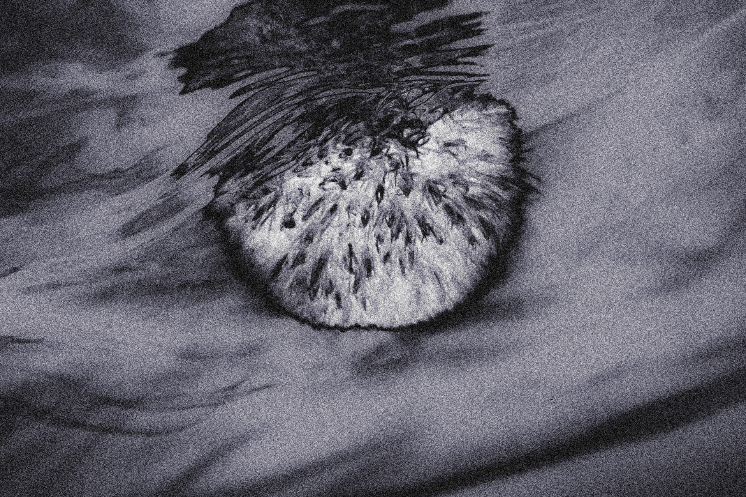 Anti-Chinese Sentiments During the COVID-19 Pandemic: the Trump Administration’s Racialization of the Medical Crisis