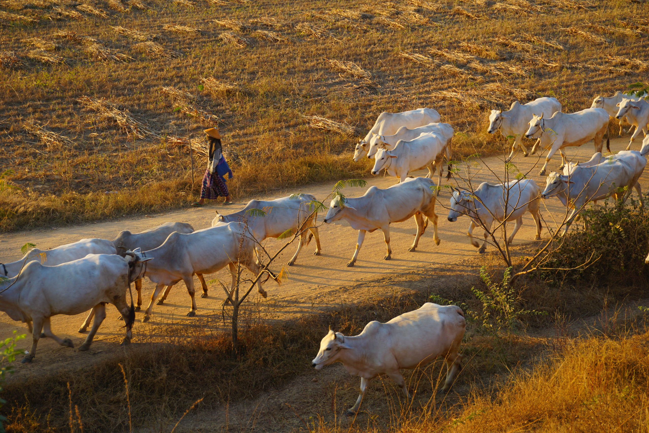 The Metamorphosis of Nora